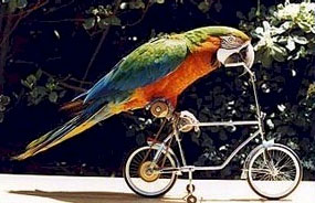 zac loves his bicycle this bird loves a birthday bash 
