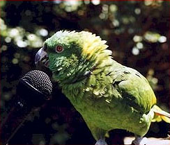 These parrots talk to the audience and sing into the microphone