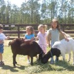 Pony Rides and Petting Zoo Rentals!