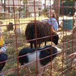 Los Angeles kids party petting zoo rental pony rides children's birthday parties orange county