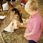 los angeles petting zoo rental kids birthday party pony rides orange county children's animal rentals