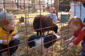 Birthday Party Mobile Petting Zoo Rentals