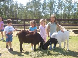 L.A. Los Angeles Pony Ride Petting Zoo Rentals! Children's birthday party ponies mobile zoos for hire Glendale Pasadena Orange County kids animal parties