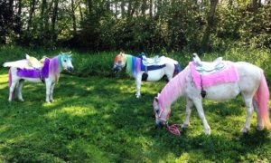 Where to Rent Kid's Parties Pony Petting Zoos!