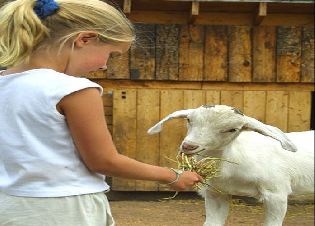 Find Petting Zoo Rentals Near You! | Fun Factory Parties