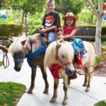 Rent Ponies for Parties in Los Angeles!