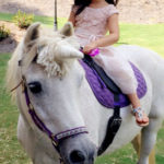 Los Angeles Pony Petting zoo rentals