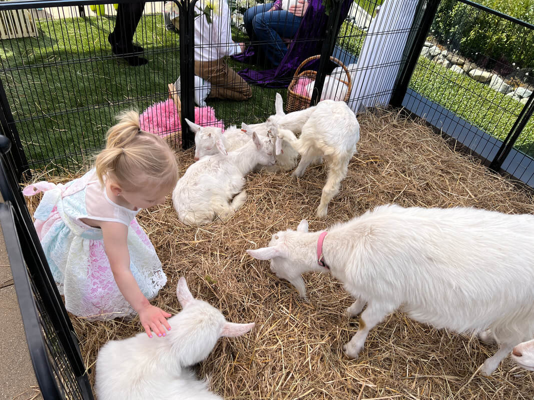 Children meeting baby goats at an outdoor event.
