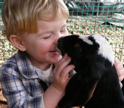 Children petting friendly farm animals at a mobile petting zoo birthday party